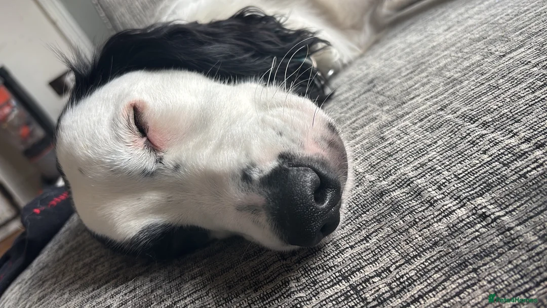 Cocker Spaniel dogs for sale: Gorgeous Working Cocker Spaniel Male for Sale  in Manchester - Advert 2