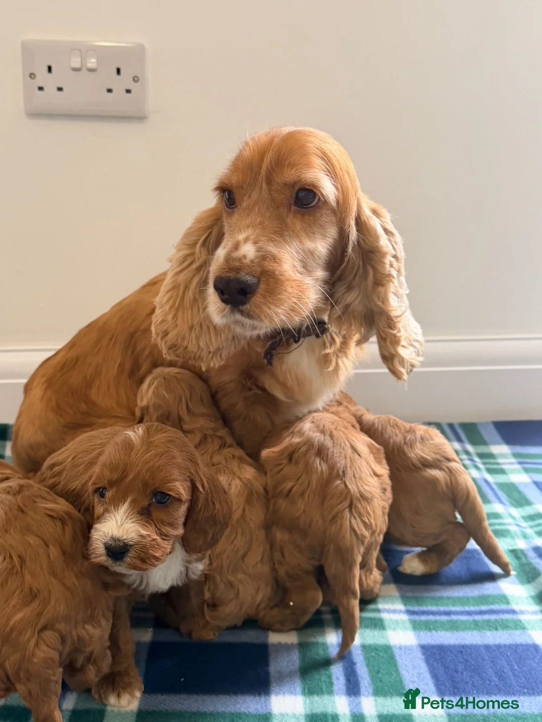 Cockapoo dogs for sale: F1 boy&girl cockapoo puppies  - Advert 2