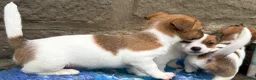Jack Russell dogs for sale: Bred From Health Tested Parents - Advert 6