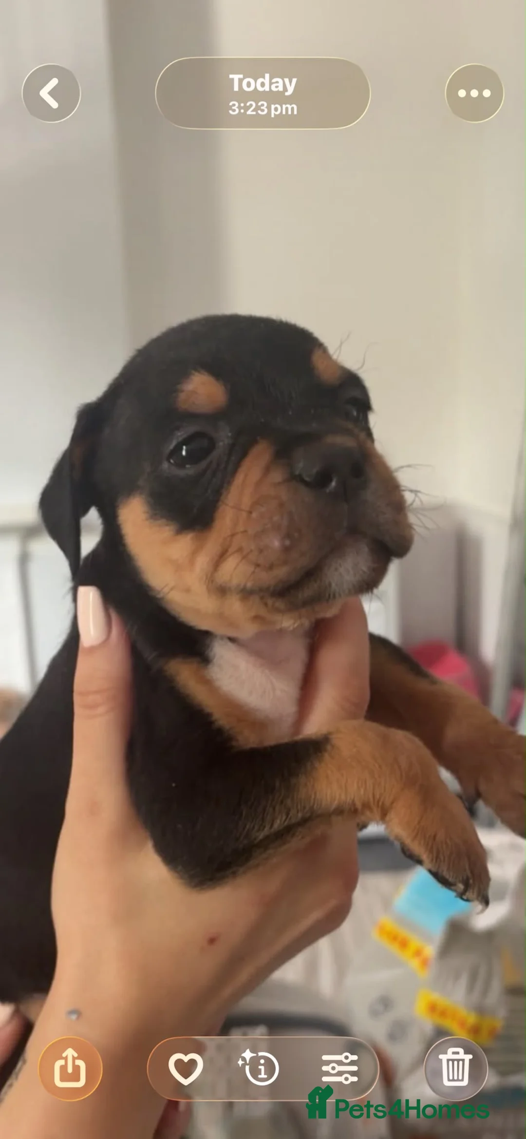 American Bulldog dogs for sale: Pocket bulldogs  - Advert 9