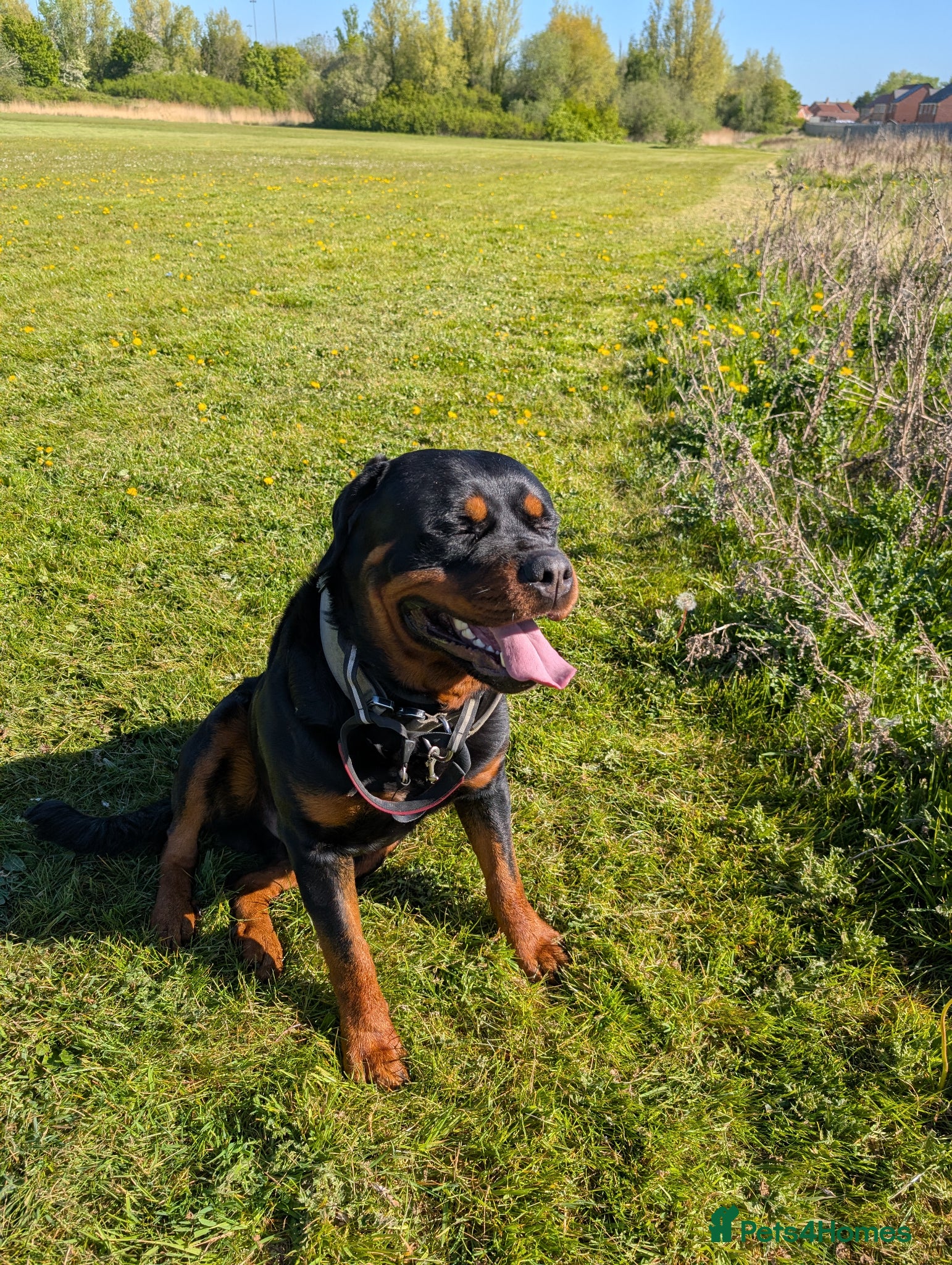 Rottweiler dogs Proven big boy ready for stud - Advert 6