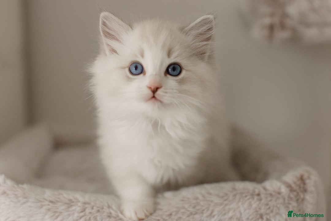 Ragdoll cats for sale: Amazing Ragdoll kittens - Image 28