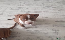 American Bull Staffy dogs for sale: Exceptional  - Image 3
