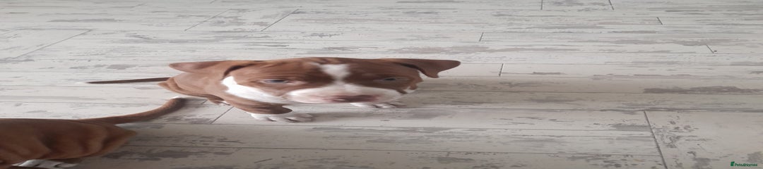 American Bull Staffy Puppy 2