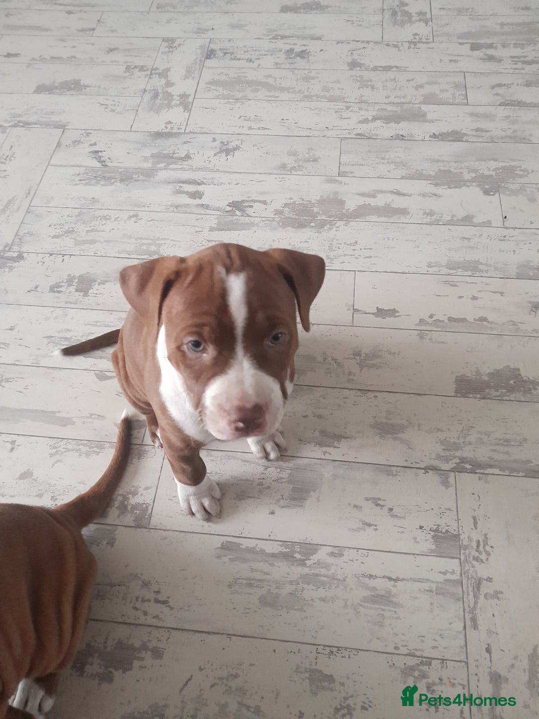 American Bull Staffy dogs for sale: Exceptional  - Image 3