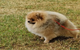 Pomeranian dogs for stud: Stud Dog-NOT FOR SALE in Luton - Image 2