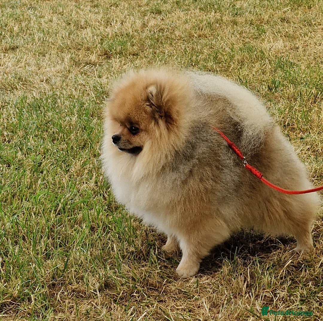 Pomeranian dogs for stud: Stud Dog-NOT FOR SALE in Luton - Image 2