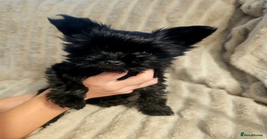 Yorkshire Terrier dogs - Advert 1