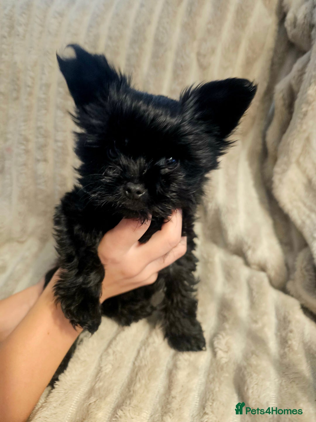 Yorkshire Terrier dogs for sale: SmaltypeYorkshire terrier Chocolate/black IHR.e.V  - Image 8