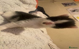 Mixed Breed cats for sale: beautiful kittens for sale  - Image 2