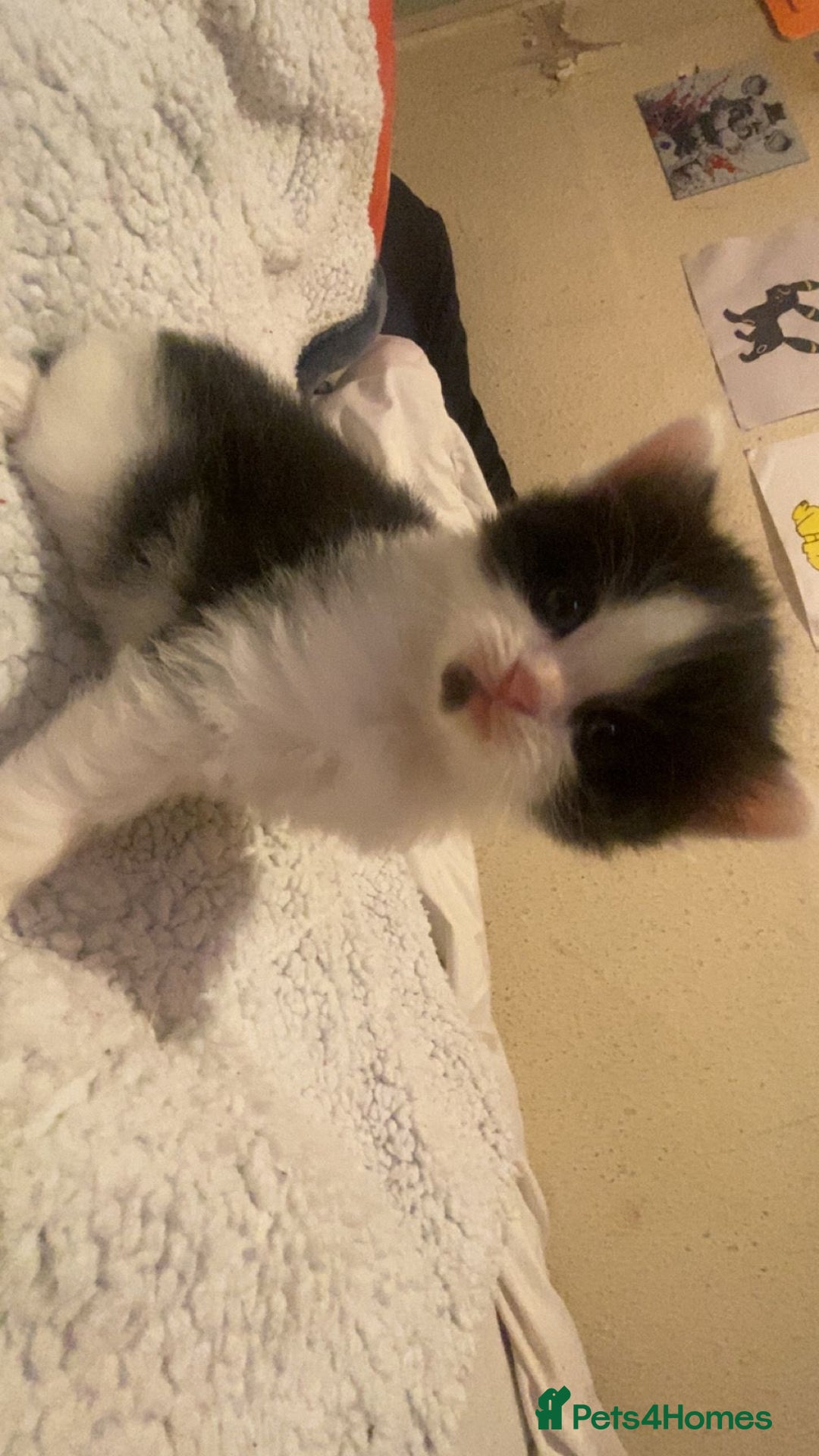 Mixed Breed cats for sale: beautiful kittens for sale  - Image 2