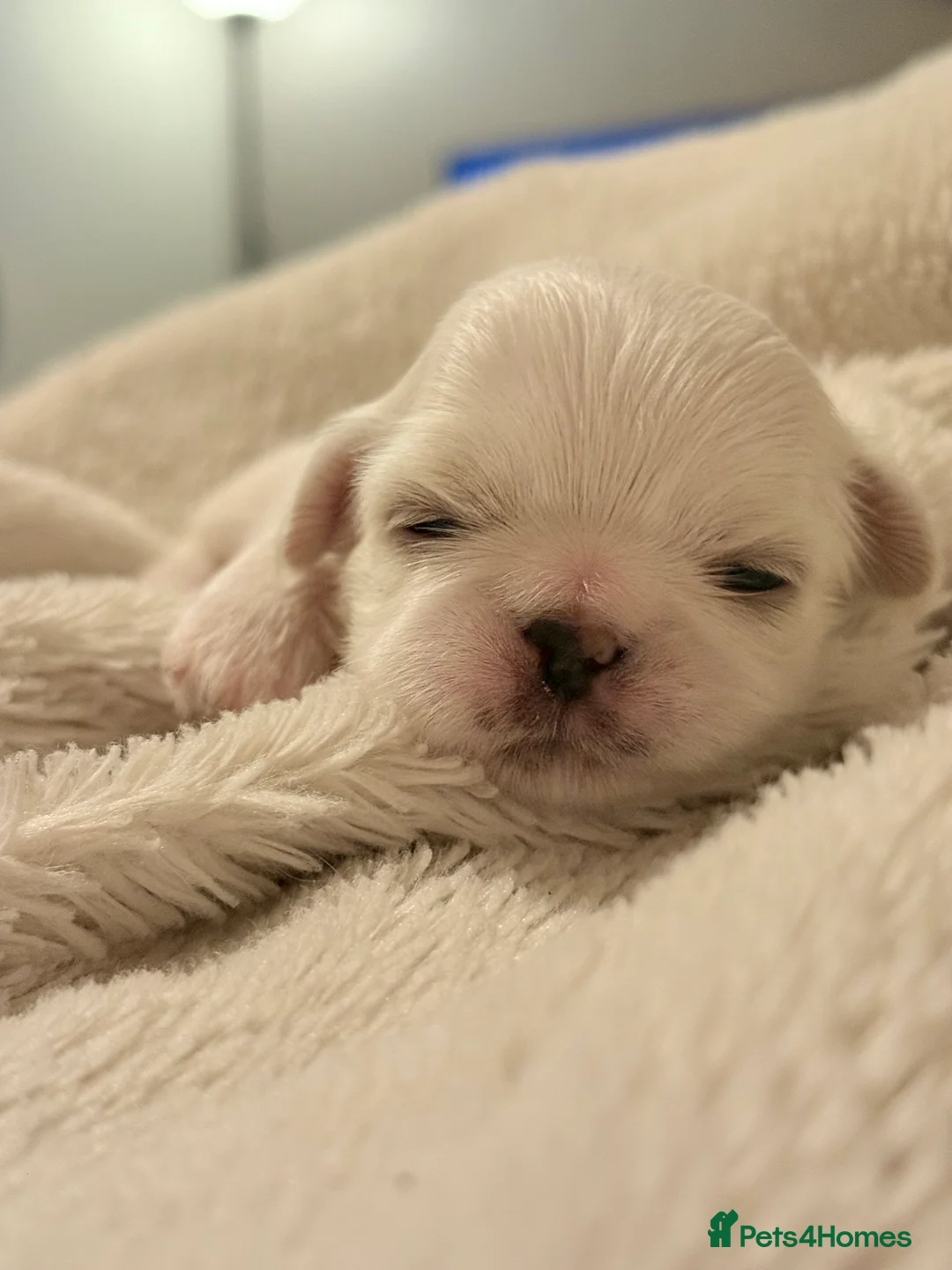 Shih Tzu dogs for sale: Shih tzu  - Advert 19