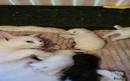 British Shorthair cats for sale: Lovely kittens so playfull  - Image 10