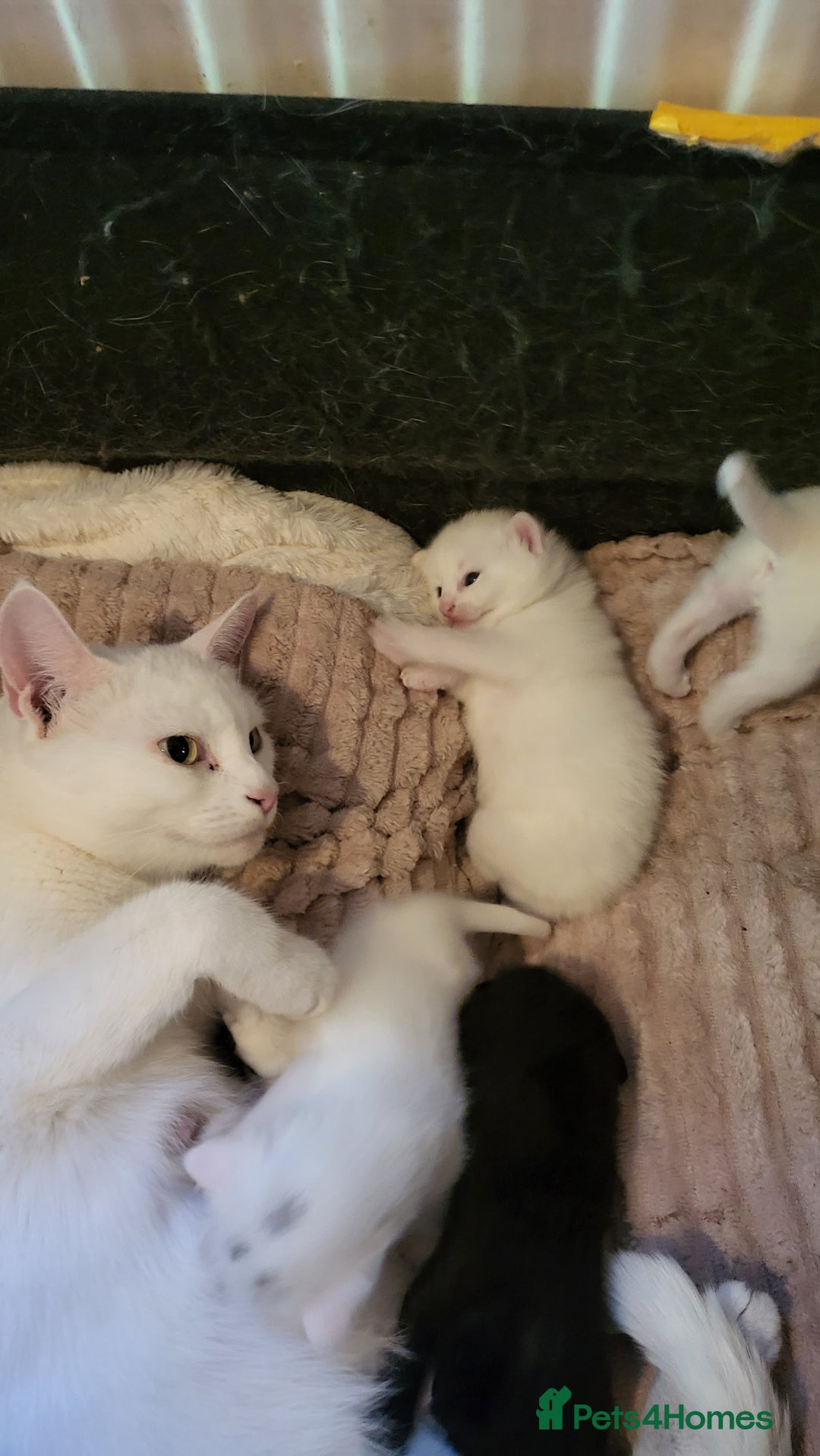 British Shorthair cats for sale: Lovely kittens so playfull  - Image 10