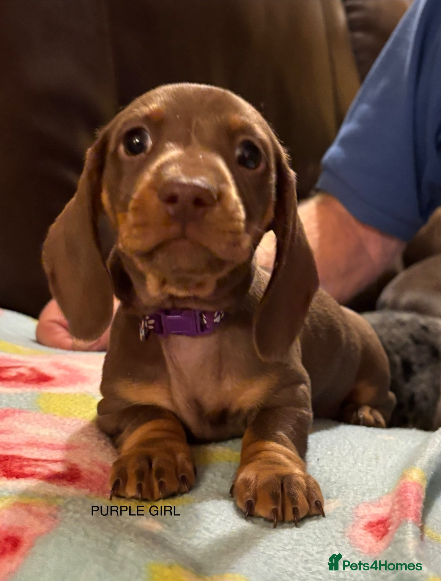 Miniature Dachshund dogs for sale: Adorable litter of Miniature Dachshund Puppies - Advert 5