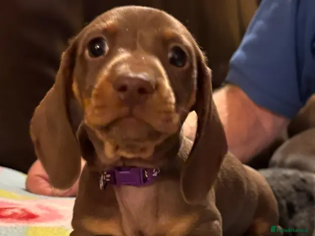 Miniature Dachshund dogs for sale: Adorable litter of Miniature Dachshund Puppies - Advert 5