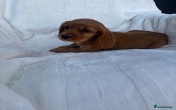 Cocker Spaniel dogs for sale: Gorgeous red cocker spaniels puppies  - Image 17