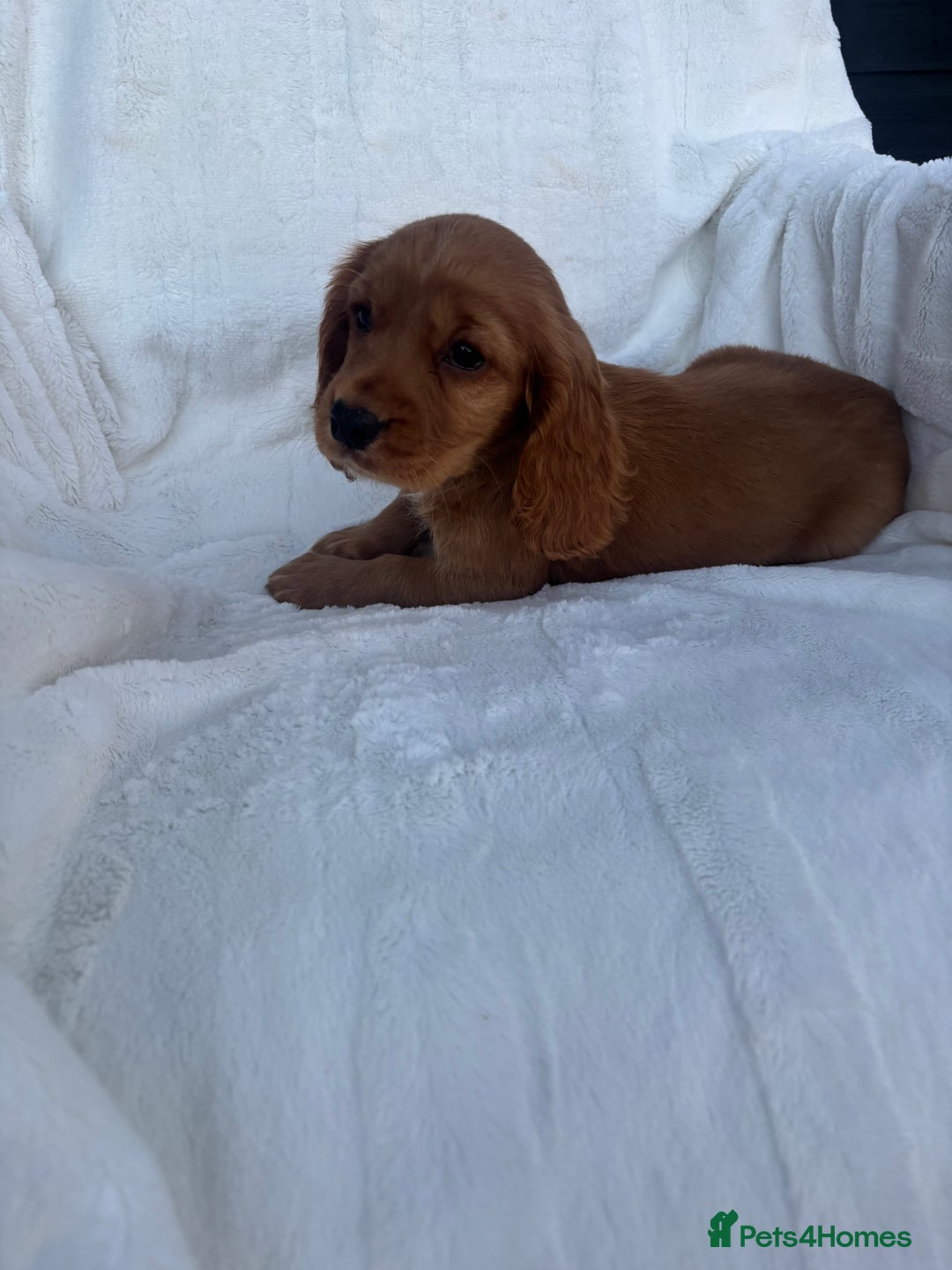 Cocker Spaniel dogs for sale: Gorgeous red cocker spaniels puppies  - Image 17