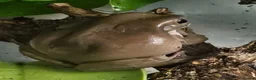 Frog reptiles for sale: Whites tree frogs x 3 and full set up - Advert 7