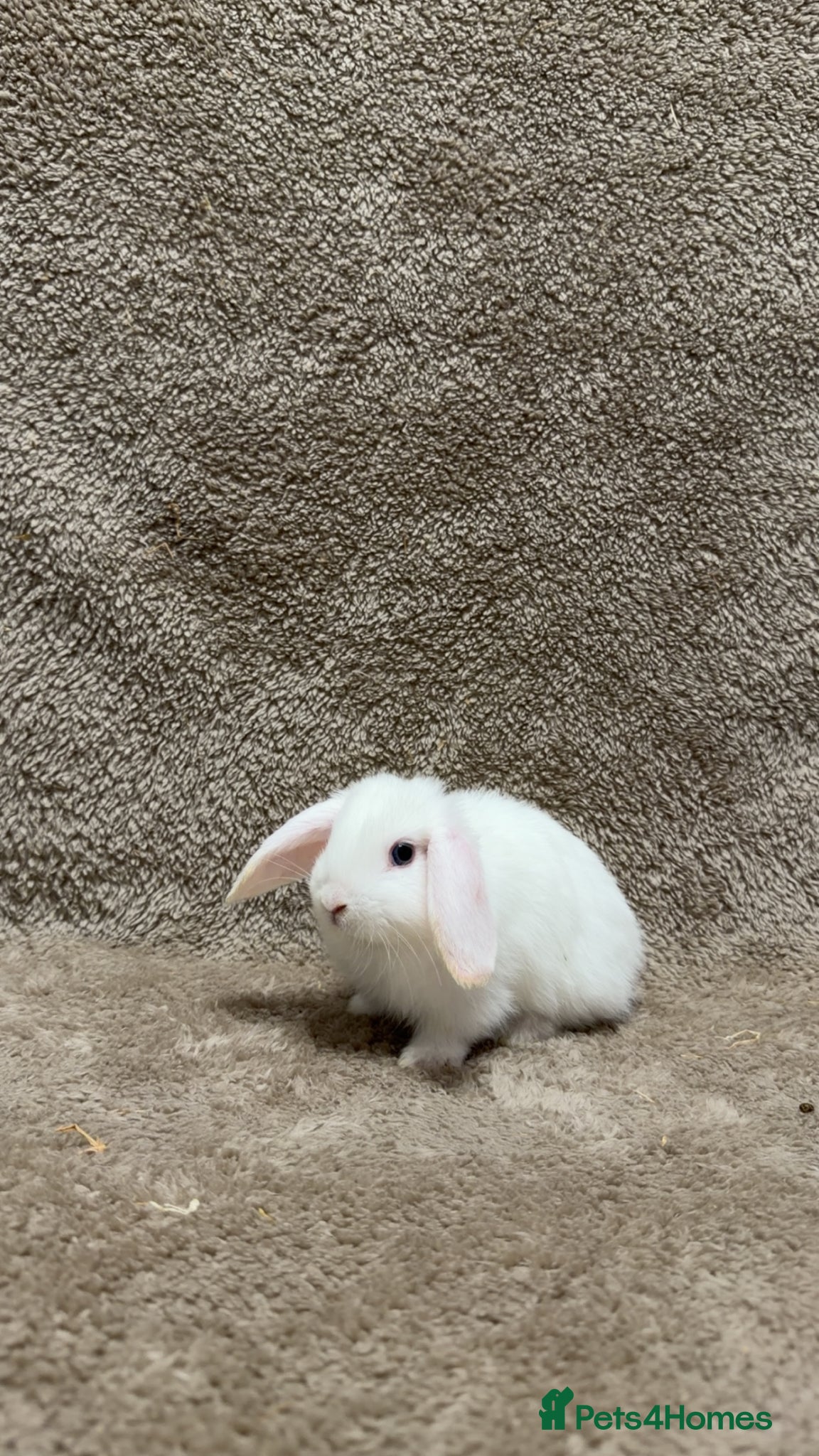 Mini Lop rabbits Pure bred mini lops  - Advert 8