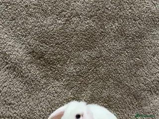Mini Lop rabbits Pure bred mini lops - Advert 8