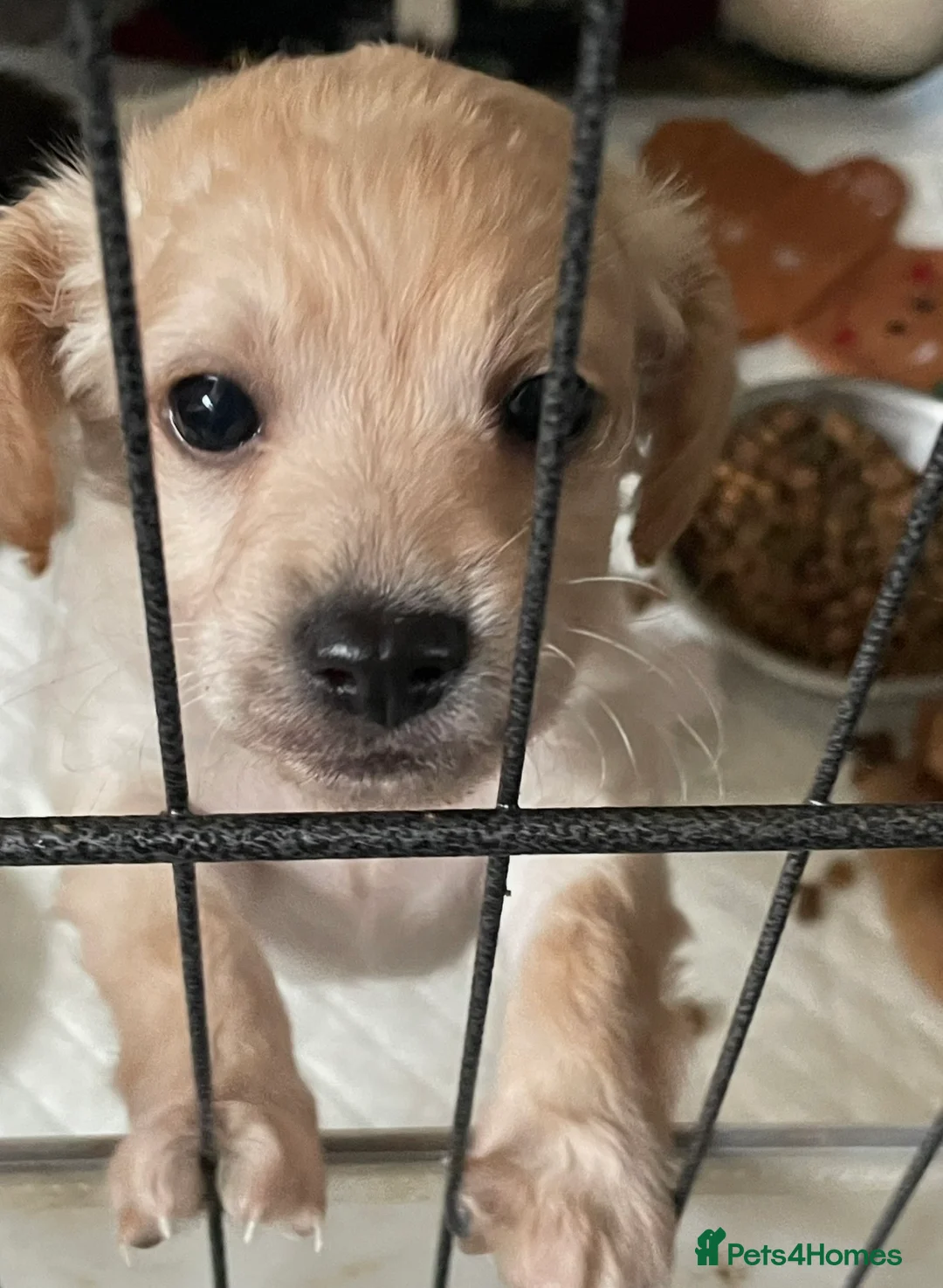 Cockapoo dogs for sale: Miniature cockapoos for sale  - Advert 2