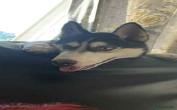 Siberian Husky dogs for sale: Siberian husky - Image 2