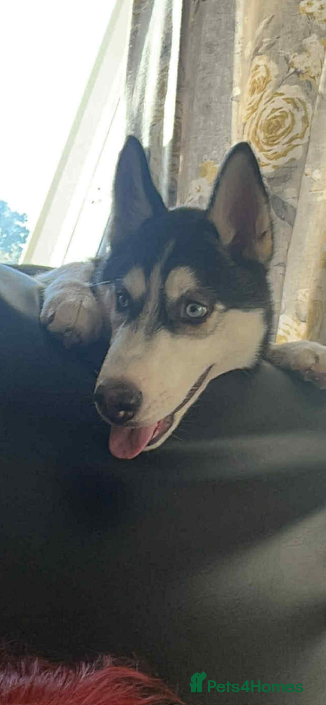 Siberian Husky dogs for sale: Siberian husky - Image 2