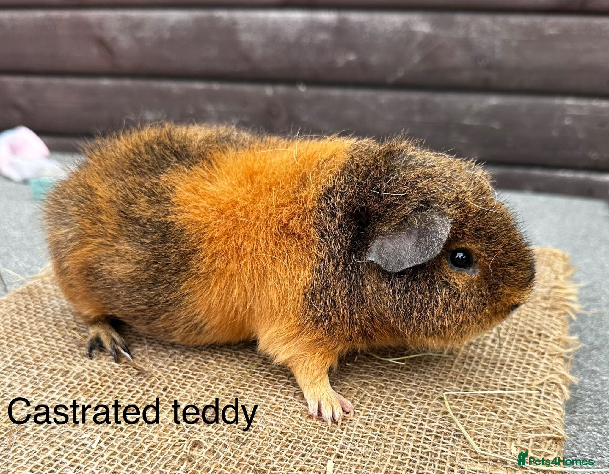 Guinea Pig rodents Guinea pigs - Advert 1