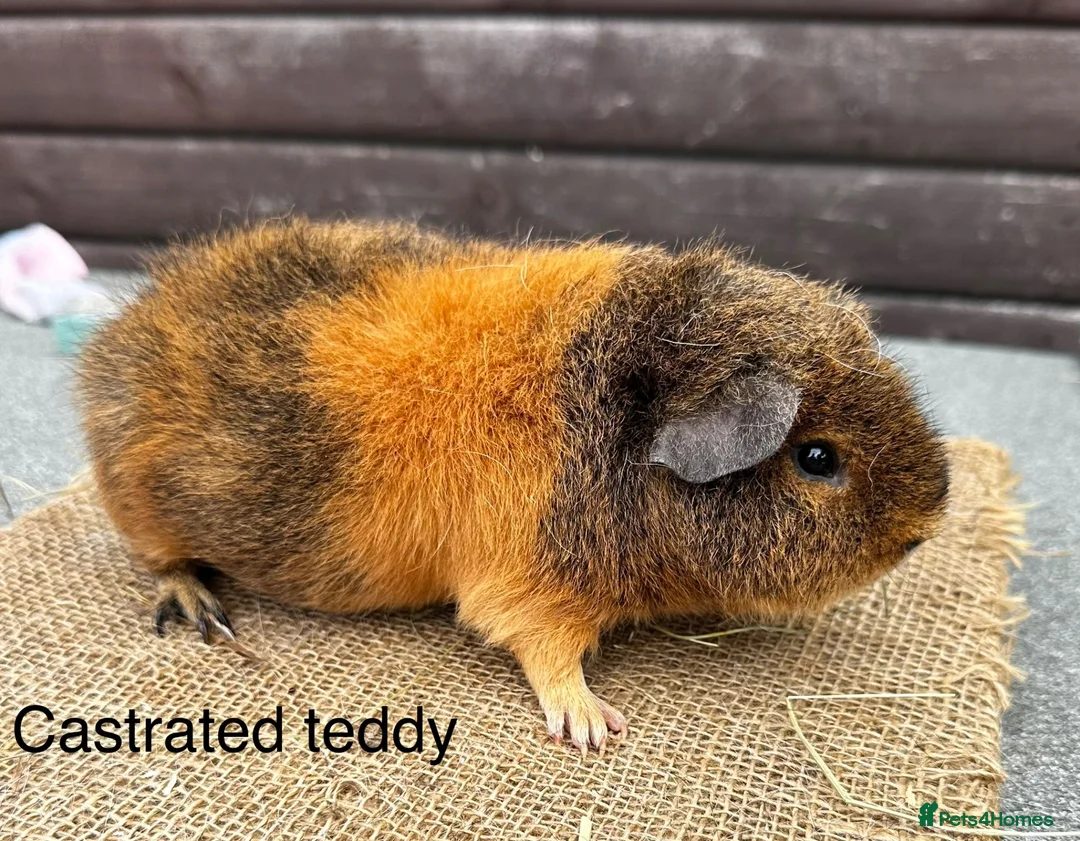 Guinea Pig rodents for sale: Guinea pigs - Advert 1