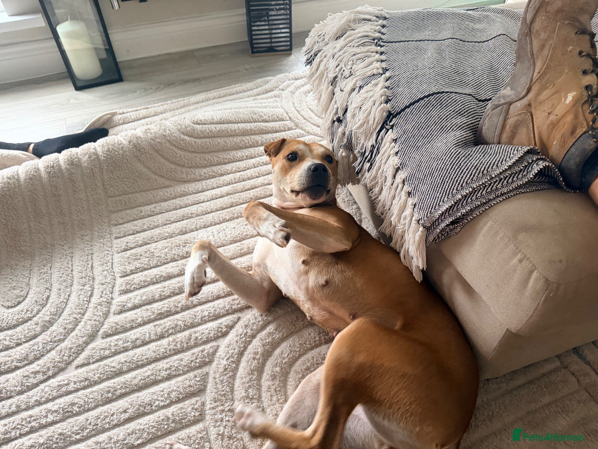 Mixed Breed dogs Sky 3 year old staffy cross looking for a new home - Advert 2
