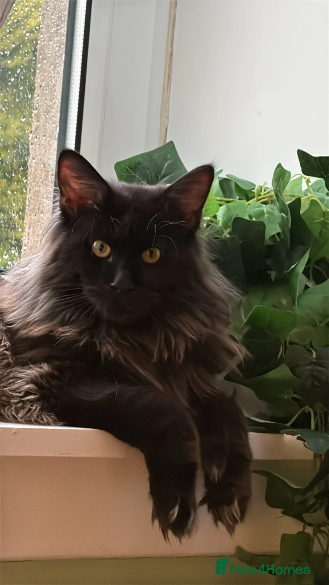 Maine Coon cats for stud: GCCF/TICA KING-SIZE STUD  in Dunfermline - Advert 13