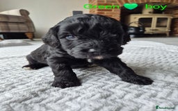 Cockapoo dogs for sale: Gorgeous F2b Cockapoos  - Image 11