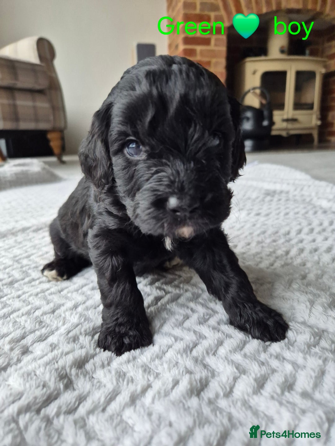 Cockapoo dogs for sale: Gorgeous F2b Cockapoos  - Image 11