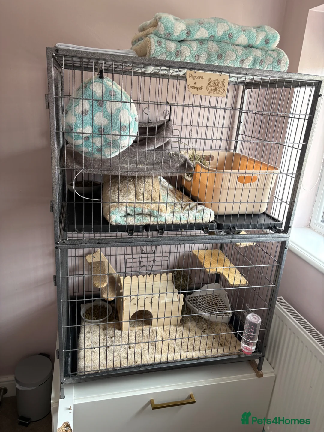 Chinchilla rodents for sale: Chinchilla beige male looking for new home - Advert 4