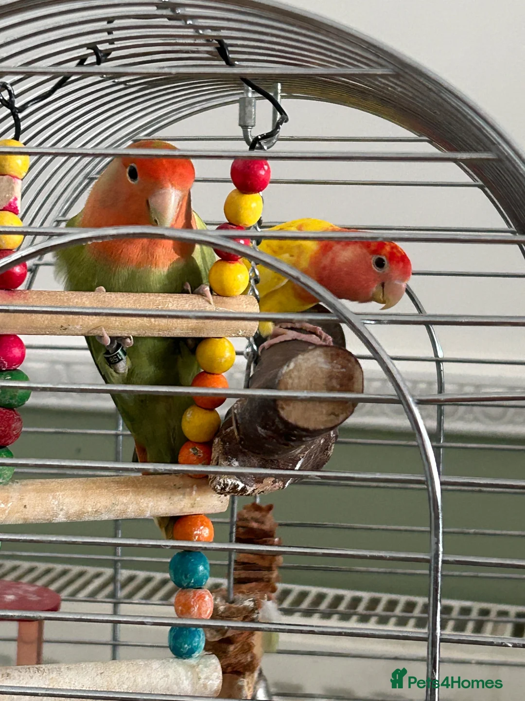 Lovebirds birds for sale: Pair of bonded Lovebirds - Advert 2