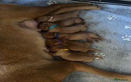 Labrador Retriever dogs for sale: 🐾 KC Registered Fox Red Lab Puppies 🐾 - Image 29