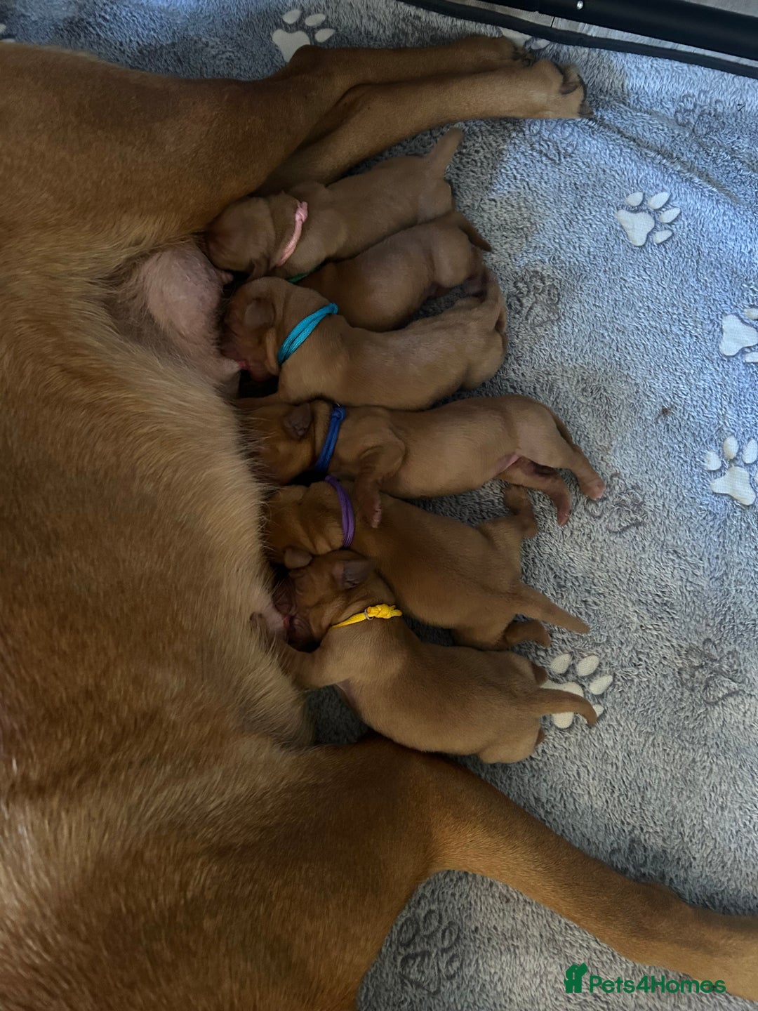 Labrador Retriever dogs for sale: 🐾 KC Registered Fox Red Lab Puppies 🐾 - Image 29