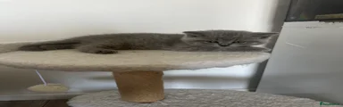 Orange collar