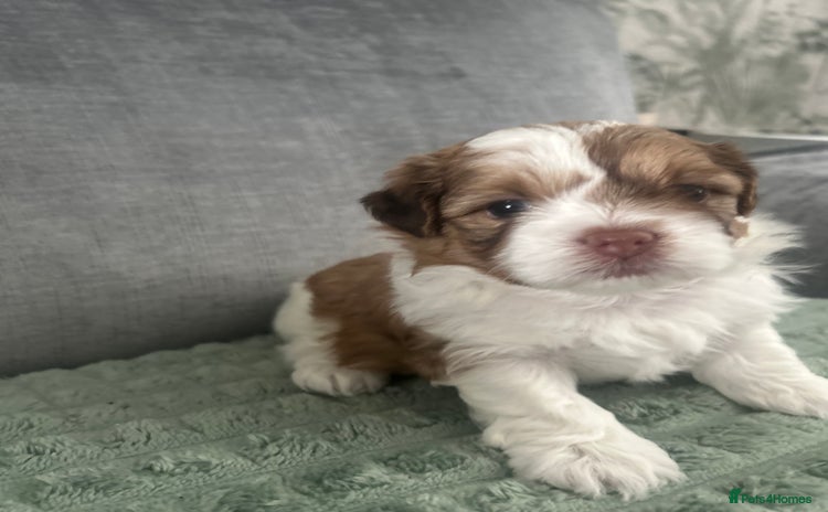 Shihpoo dogs - Advert 1