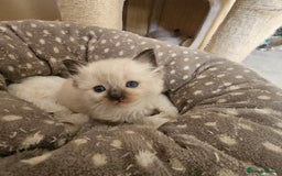 Ragdoll cats for sale: 7 beautiful fluffy Ragdoll cats.  - Image 32