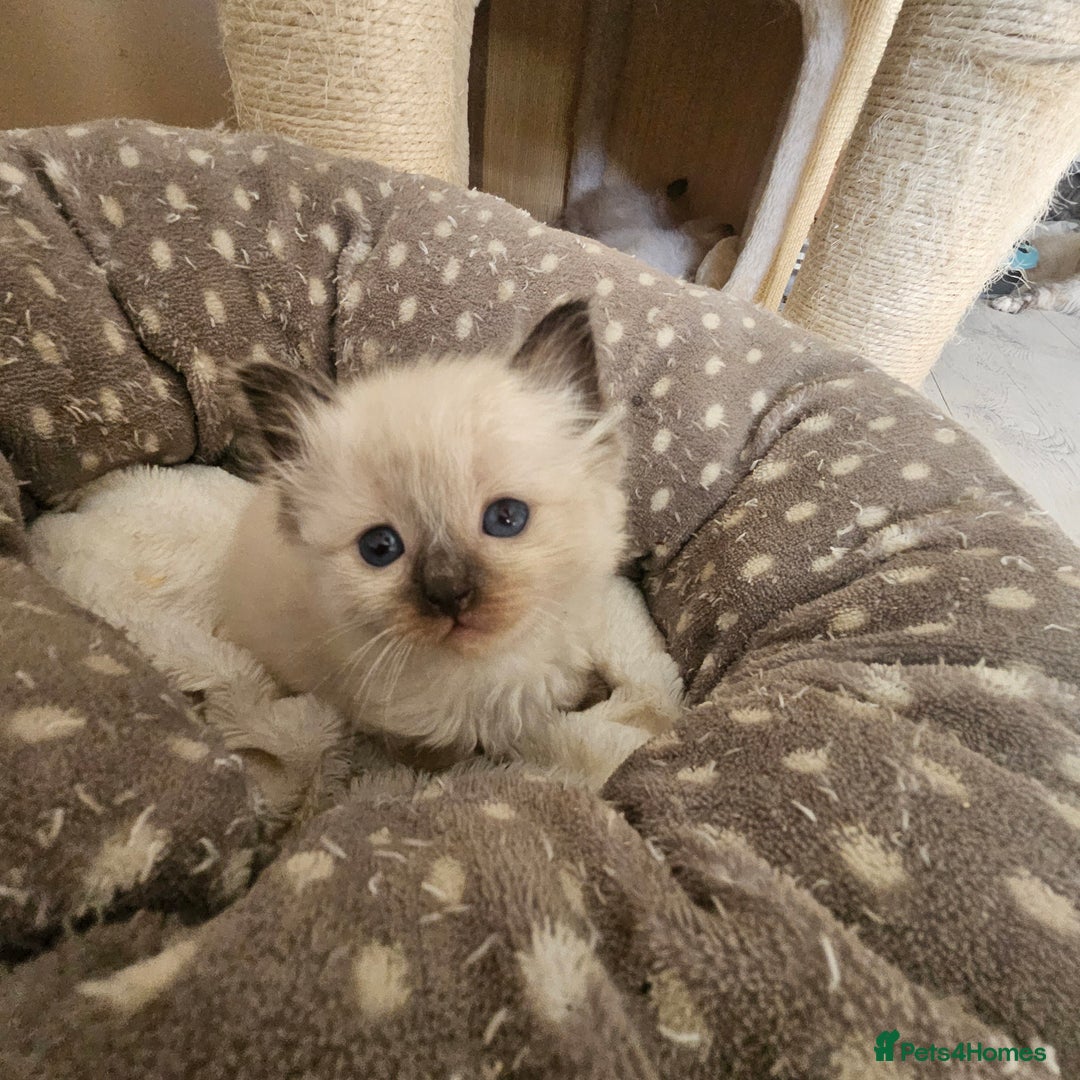 Ragdoll cats for sale: 7 beautiful fluffy Ragdoll cats.  - Image 32