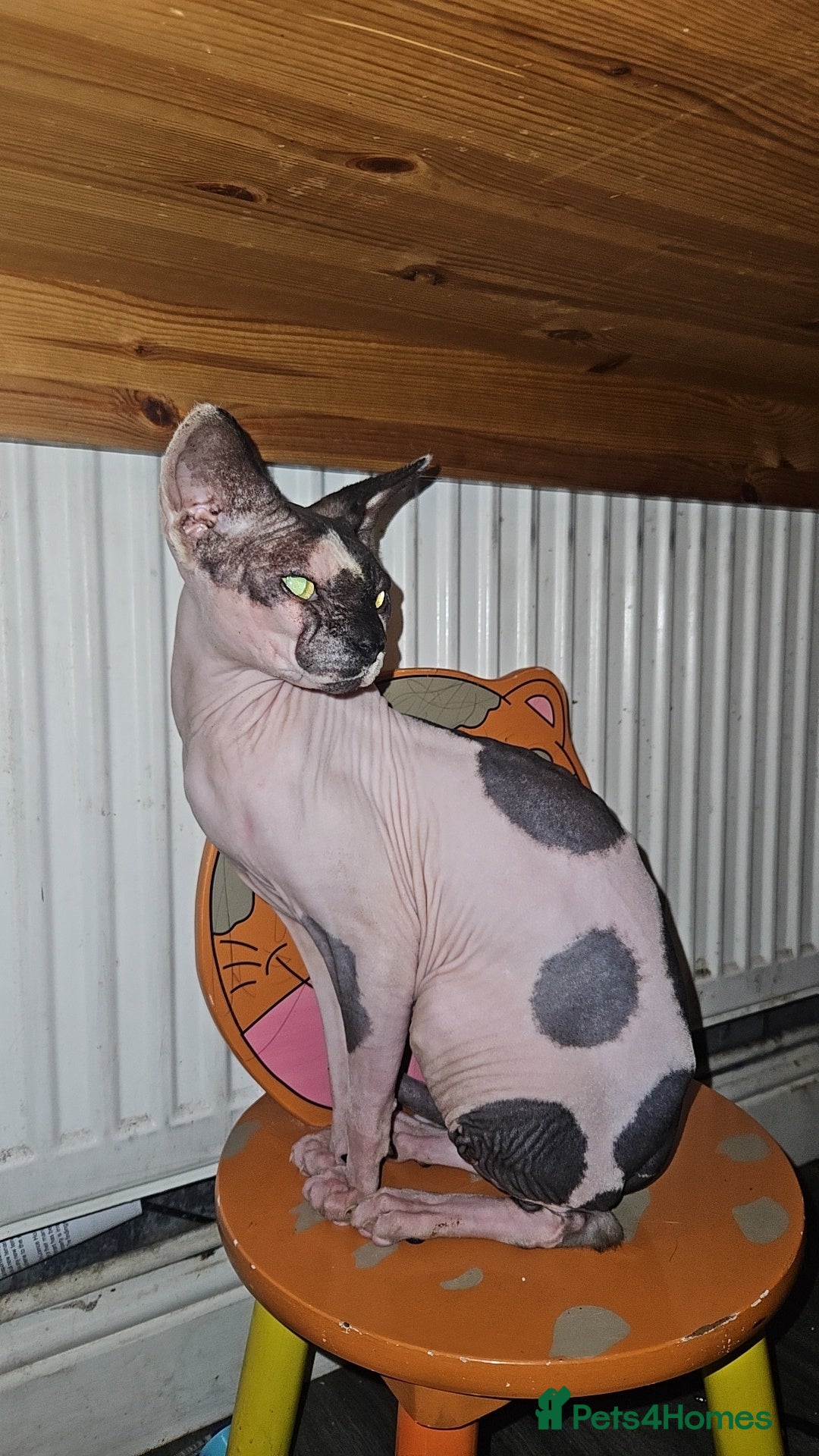 Sphynx cats Male sphynx cat for sale  - Advert 9