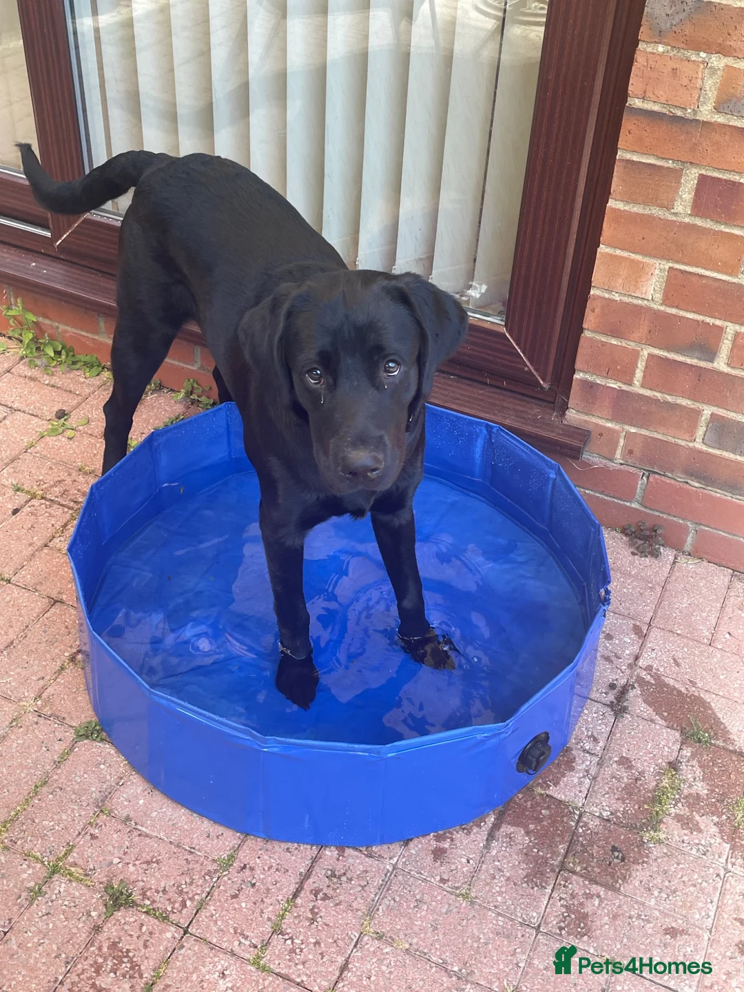 Labrador Retriever dogs for sale: Meet Milo - Advert 8
