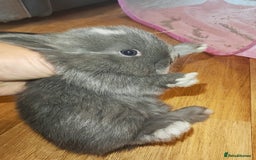 Lionhead rabbits for sale: 4 baby Lionhead rabbits - Advert 7