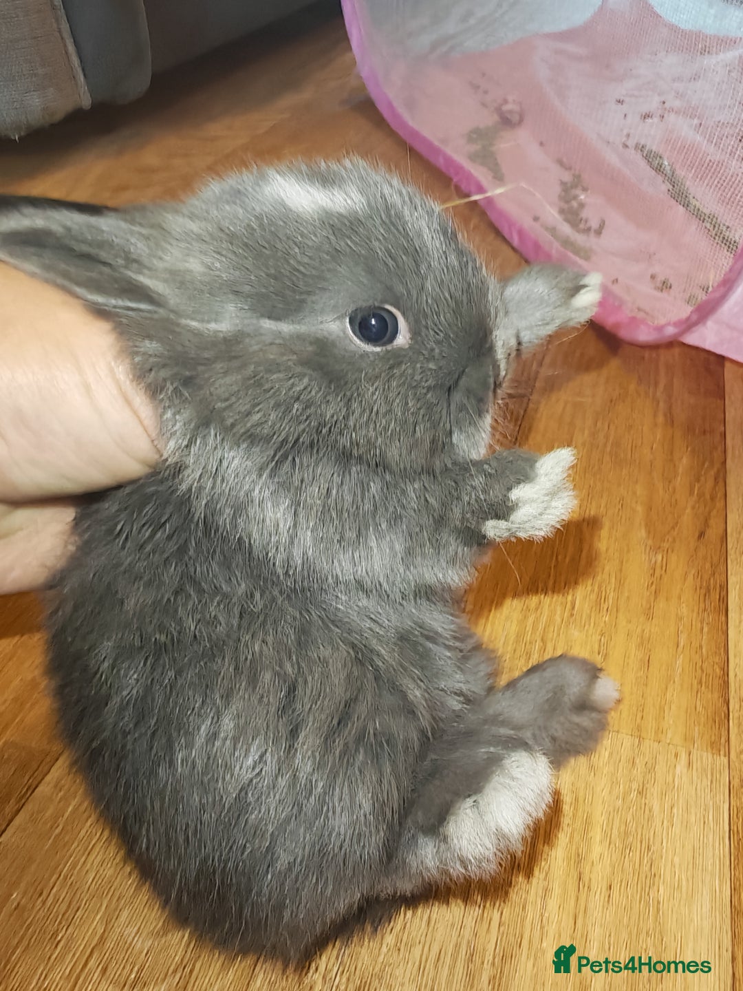 Lionhead rabbits for sale: 4 baby Lionhead rabbits - Advert 7