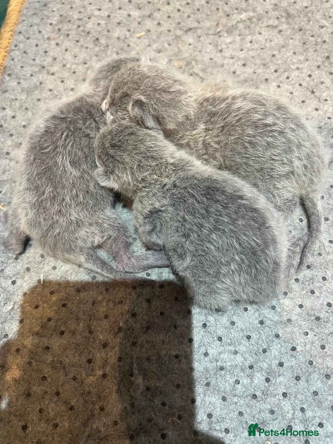 Russian Blue cats for sale: Adorable pure silver Russian blue kittens for sale - Image 3
