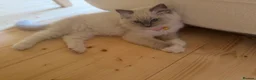 Ragdoll cats for sale: 💙 👑 The Alpha Collection | TICA Ragdolls 🧸 - Advert 9