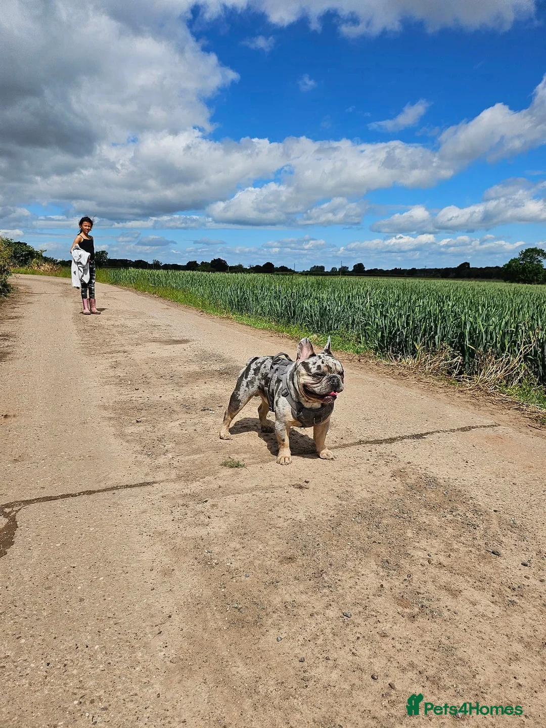 French Bulldog dogs for stud: Stunning blue merle 2year old stud - PROVEN in Lichfield - Advert 4