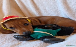 Miniature Dachshund dogs for sale: Ready to leave Miniature dachshunds cearphilly  - Image 13